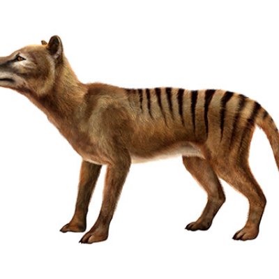 An artist's impression of a Tasmanian tiger, a marsupial with a wolf-like face and body and brown fur with black stripes across its back